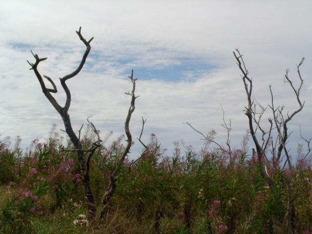 SANY0204.JPG