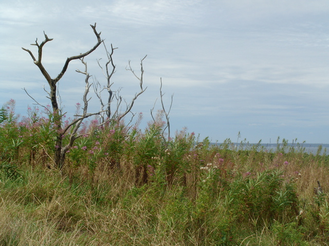 SANY0203.JPG