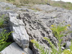 SANY0210.JPG