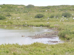 SANY0205.JPG