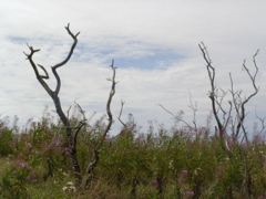 SANY0204.JPG