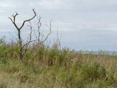 SANY0203.JPG